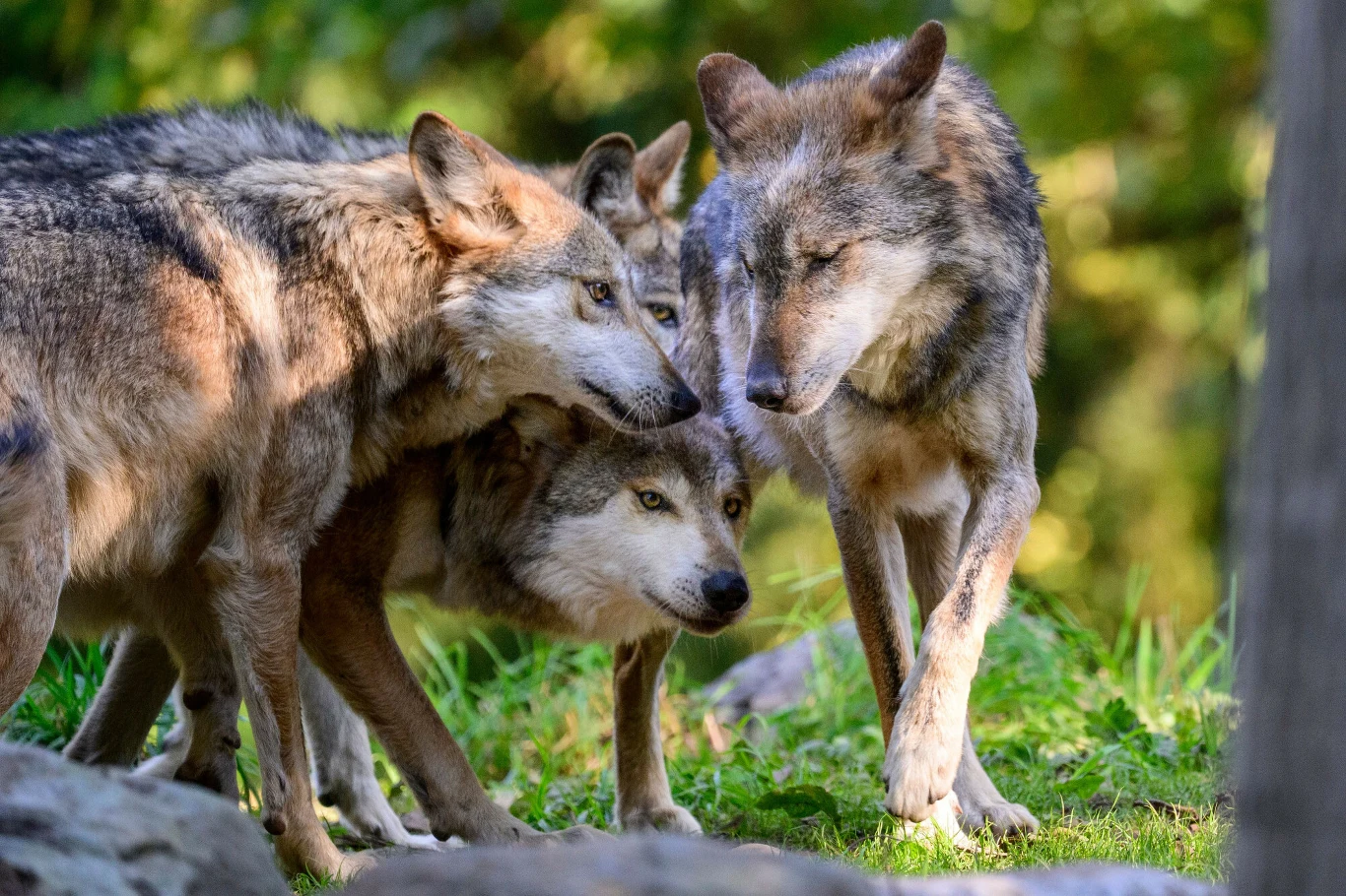 Wilki były zagrożone w wielu stanach i potrzebowały wzmożonej ochrony Trzy wilki stojące w bliskim kontakcie, na tle zieleni lasu, okazujące sobie oznaki bliskości i wspólnoty.