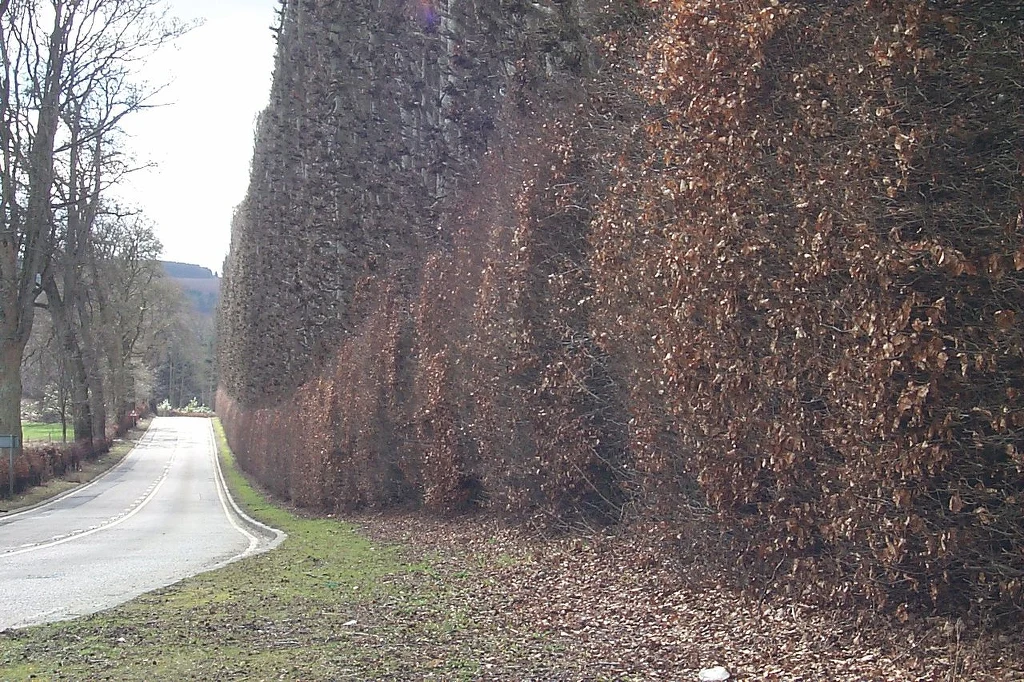 Żywopłot bukowy z Meikleour znalazł się w Księdze Rekordów Guinnessa Droga otoczona z jednej strony wysokimi, przyciętymi żywopłotami z brązowymi liśćmi, prowadząca przez wiejski krajobraz, z widocznymi drzewami po lewej stronie.