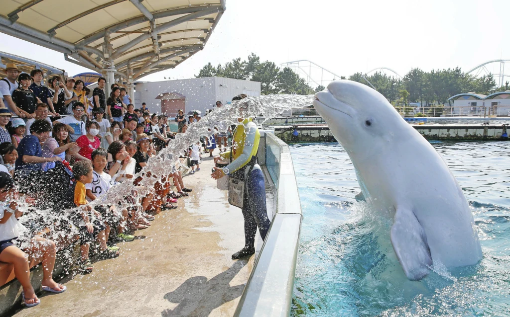 Grupa ludzi siedzi na trybunach przy basenie, obserwuje opiekuna oraz morski ssak belugę, który wyrzuca strumień wody w stronę publiczności, wywołując radość i śmiech wśród dzieci.