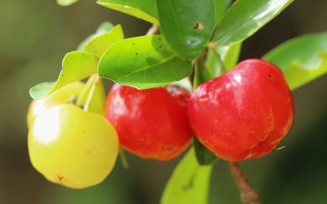Acerola to królowa witaminy C. W 100 g owocu znajduje się jej nawet 1600 mg