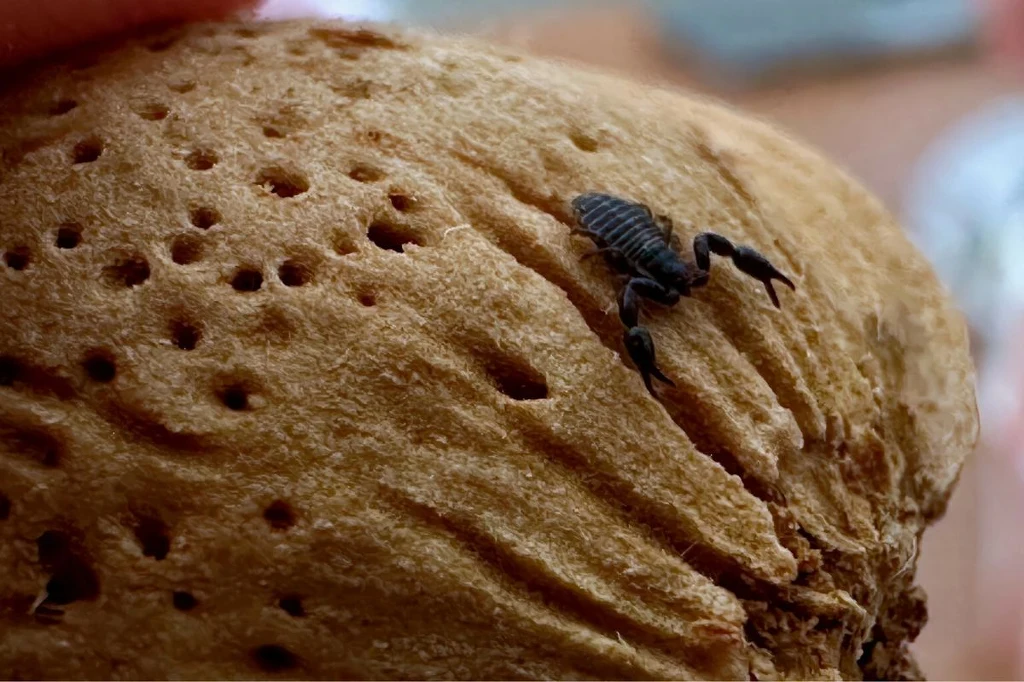 Zaleszczotka trudno dostrzec. Gdy już się to uda, robi wrażenie