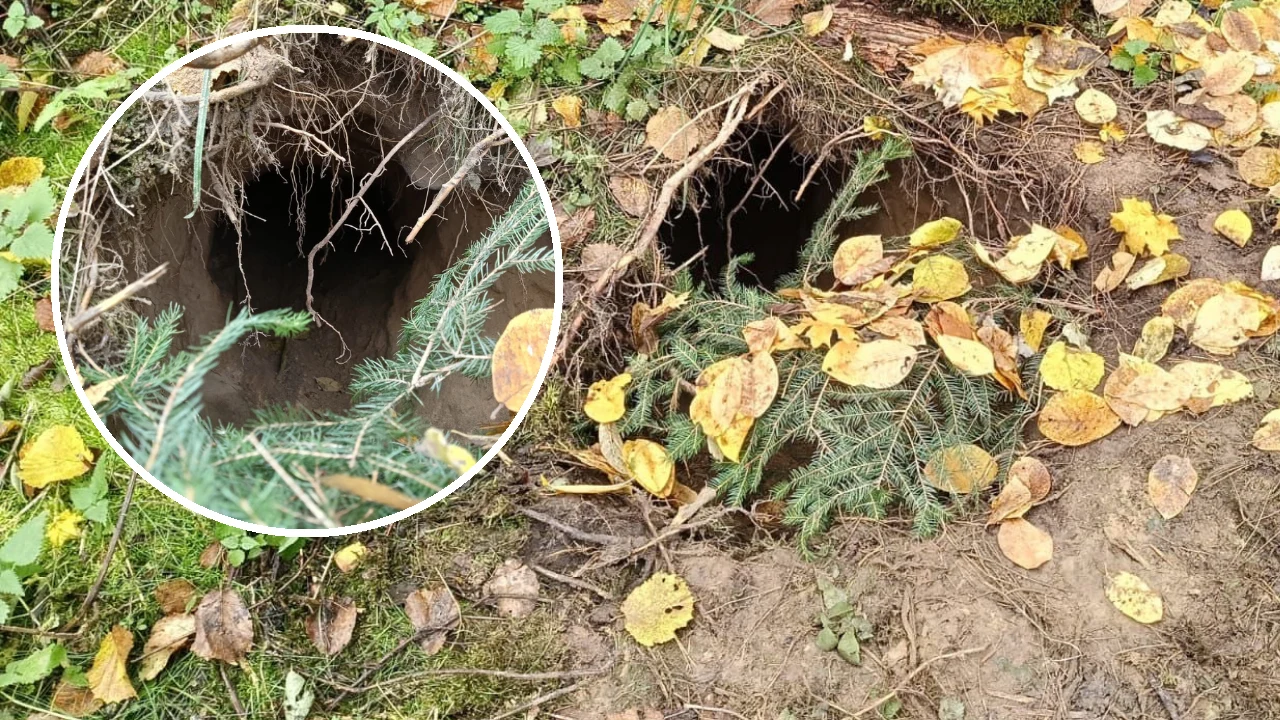 Minister Kierwiński przekazał informację o tunelu wykopanym na granicy polsko-białoruskiej Wejście do nory wykopanej w ziemi w lesie, otoczonej jesiennymi liśćmi oraz zielonymi gałązkami świerku.