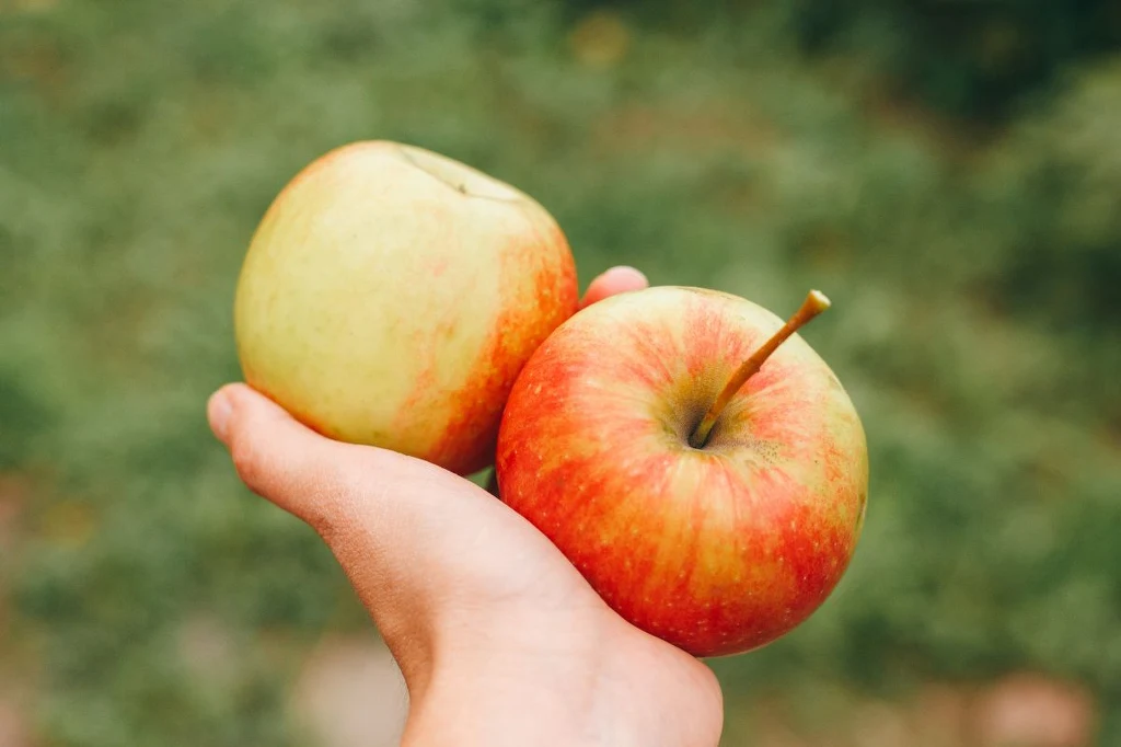 Wybierajmy te twarde i kwaskowate jabłka. Będą najlepsze na jesień Dwie dojrzałe jabłka trzymane w ludzkiej dłoni na tle rozmytej zieleni