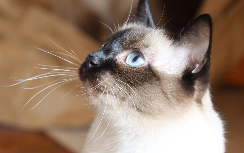 Koty najczęściej cierpią w milczeniu. Poznaj mikrosygnały, które wiele zdradzają Koty najczęściej cierpią w milczeniu. Poznaj mikrosygnały, które wiele zdradzają