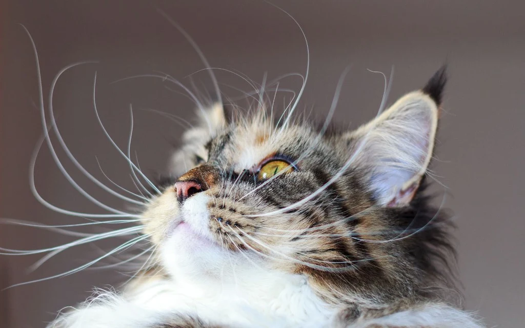 Wąsy twojego kota wyglądają w ten sposób? Lepiej się mu przyjrzyj Głowa kota rasy Maine Coon z wyraźnie widocznymi, długimi wąsami oraz kolorowym, puszystym futrem, o przenikliwym spojrzeniu skierowanym w bok.