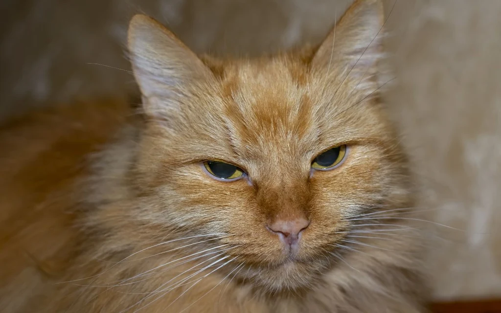 Kocie emocje można wyczytać z ich mowy ciała Zbliżenie na puchatego rudego kota z wyrazistymi zielonymi oczami i lekko rozczochraną sierścią, skierowanego bezpośrednio do obiektywu.