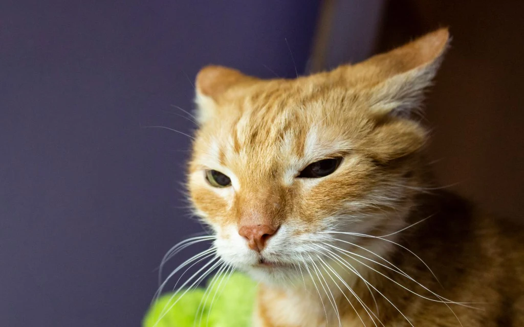 Twój zwierzak tak się zachowuje? To może być poważny znak Rudy kot o spokojnym wyrazie pyska, skierowany lekko bokiem do obiektywu, na tle ciemnego fioletowego tła z fragmentem zieleni w dolnej części kadru.