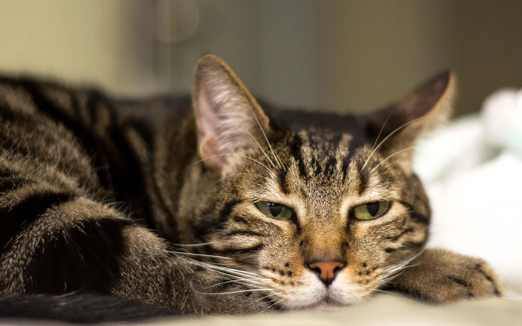 Jak rozpoznać kocie cierpienie? To nie takie proste Zmęczony pręgowany kot leży na podłodze, jego głowa oparta jest o łapę, a oczy są częściowo przymknięte, wyrażając zrelaksowanie lub senność.