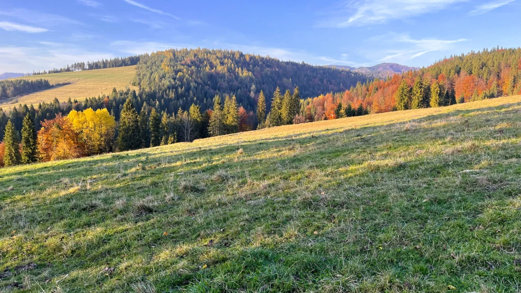 Widok z Przełęczy Rozdziela to idealne zakończenie krótkiej rowerowej wycieczki w Rezerwacie Białej Wody Łąka z zieloną trawą na pierwszym planie otoczona pasmem lasów, jesienne drzewa mienią się odcieniami żółci, czerwieni i zieleni, w tle rozciągają się łagodne, zalesione wzgórza pod błękitnym niebem z pojedynczymi chmurami.