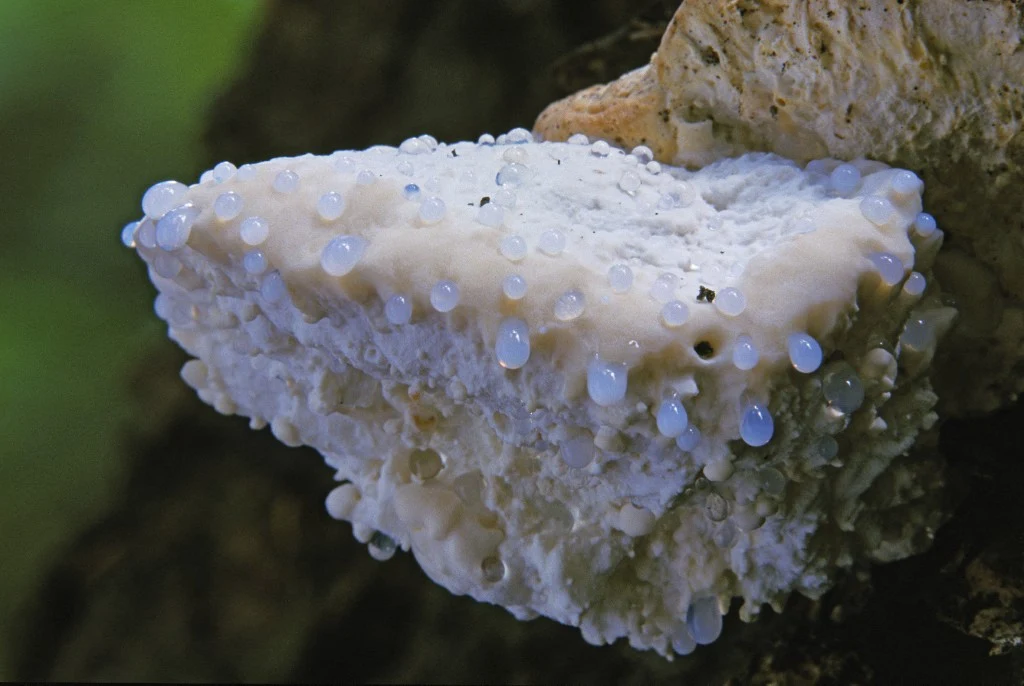 Biała grzybnia pokryta licznymi przezroczystymi kroplami cieczy, znajdująca się na kawałku drewna, o strukturze porowatej i nieregularnej powierzchni.