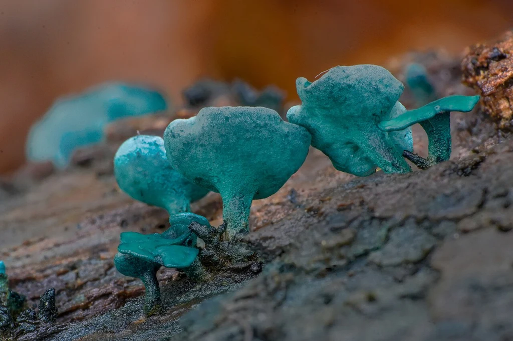 Niebieskozielone grzyby rosnące na powierzchni kory drzewa, w ostrym makro z widoczną fakturą drewna oraz jednolitym, rozmytym tłem w odcieniach brązu.