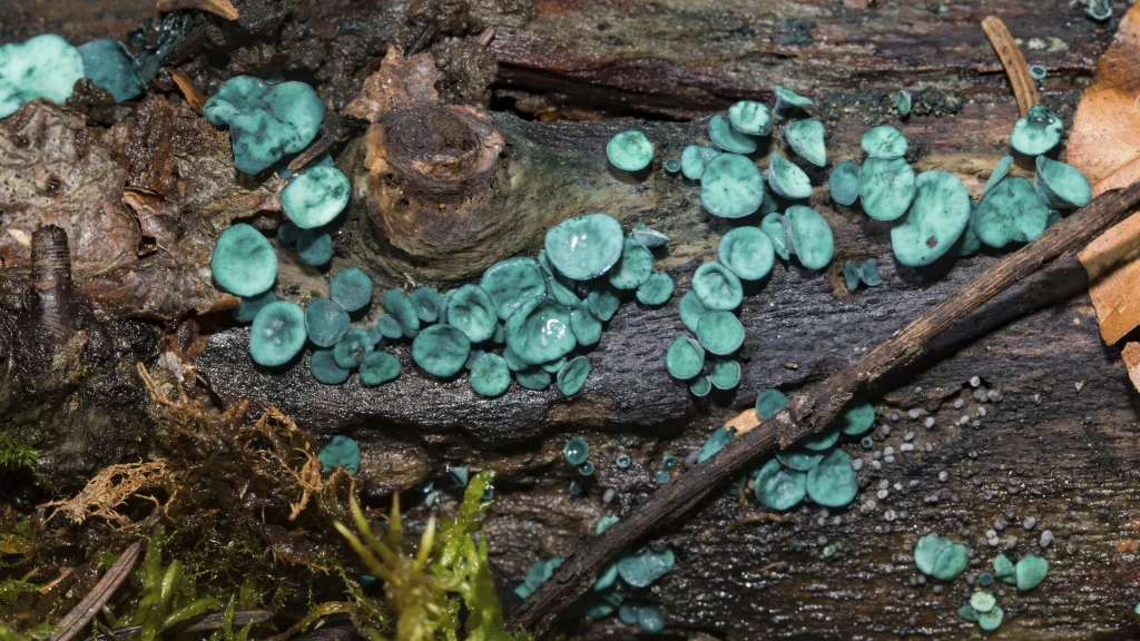 W Polsce można się natknąć na niezwykłe, niebieskie grzyby