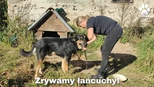 Największe psy będą musiały mieć 20 m². Nowe przepisy tuż za rogiem