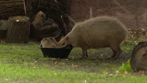 Poruszenie w polskim zoo. Na świat przyszły urocze stworzenia