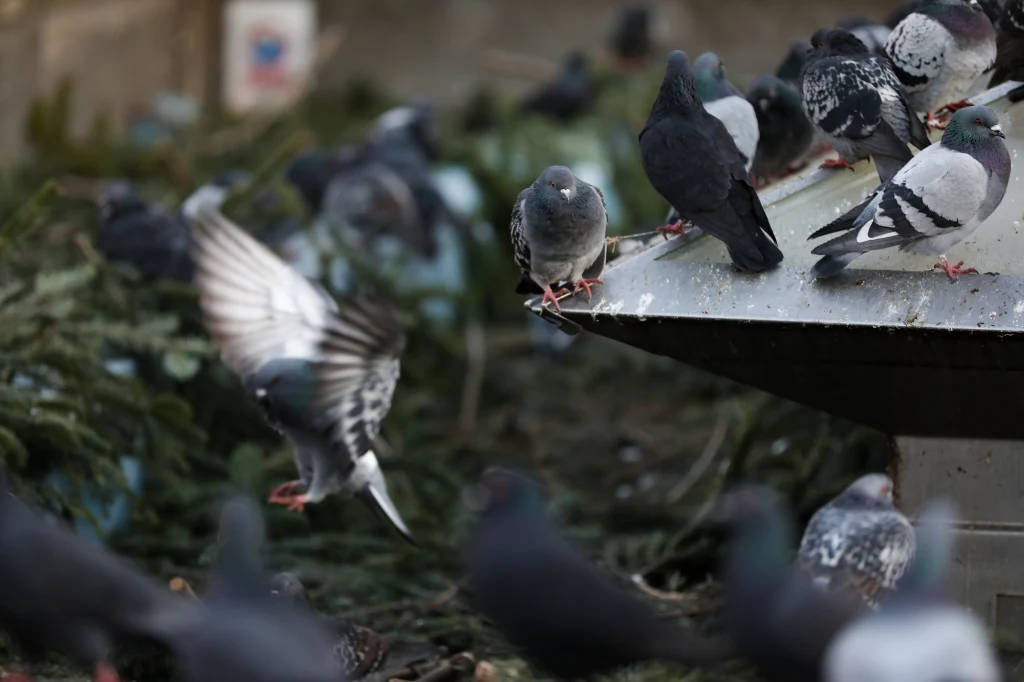Gołębie w Polsce zaczynają zjadać także mięso Gołębie w Polsce zaczynają zjadać także mięso