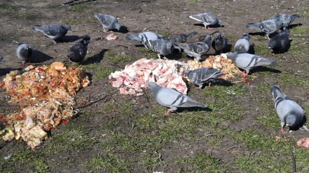 Gołębie w miastach często spożywają odpady, wybierając je zamiast roślin i ziaren Grupa gołębi gromadzi się na trawie wokół rozrzuconych resztek jedzenia oraz surowych kości, intensywnie szukając pożywienia.