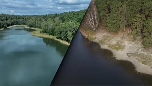 Cud natury koło Poznania. Jezioro zmienia kolory, drzewa wiszą w powietrzu
