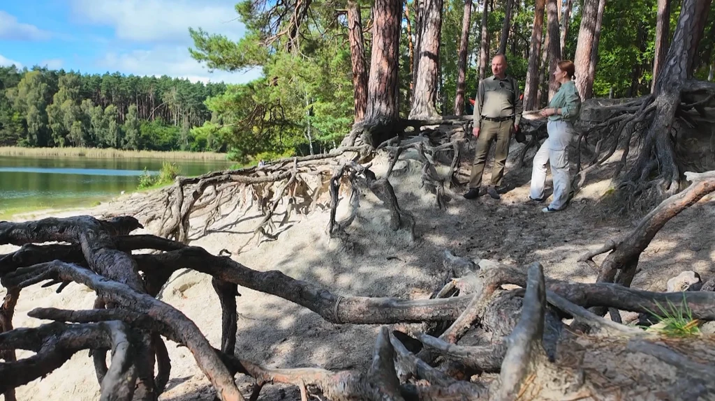 Drzewa nad jeziorem wyglądają jak ze snu. Ich korzenie wystają z ziemi, a konary zdają się unosić w powietrzu Dwoje ludzi stoi na leśnej ścieżce otoczonej dużymi, odsłoniętymi korzeniami drzew, w tle widoczny jest gęsty las sosnowy oraz jezioro lśniące w słońcu.