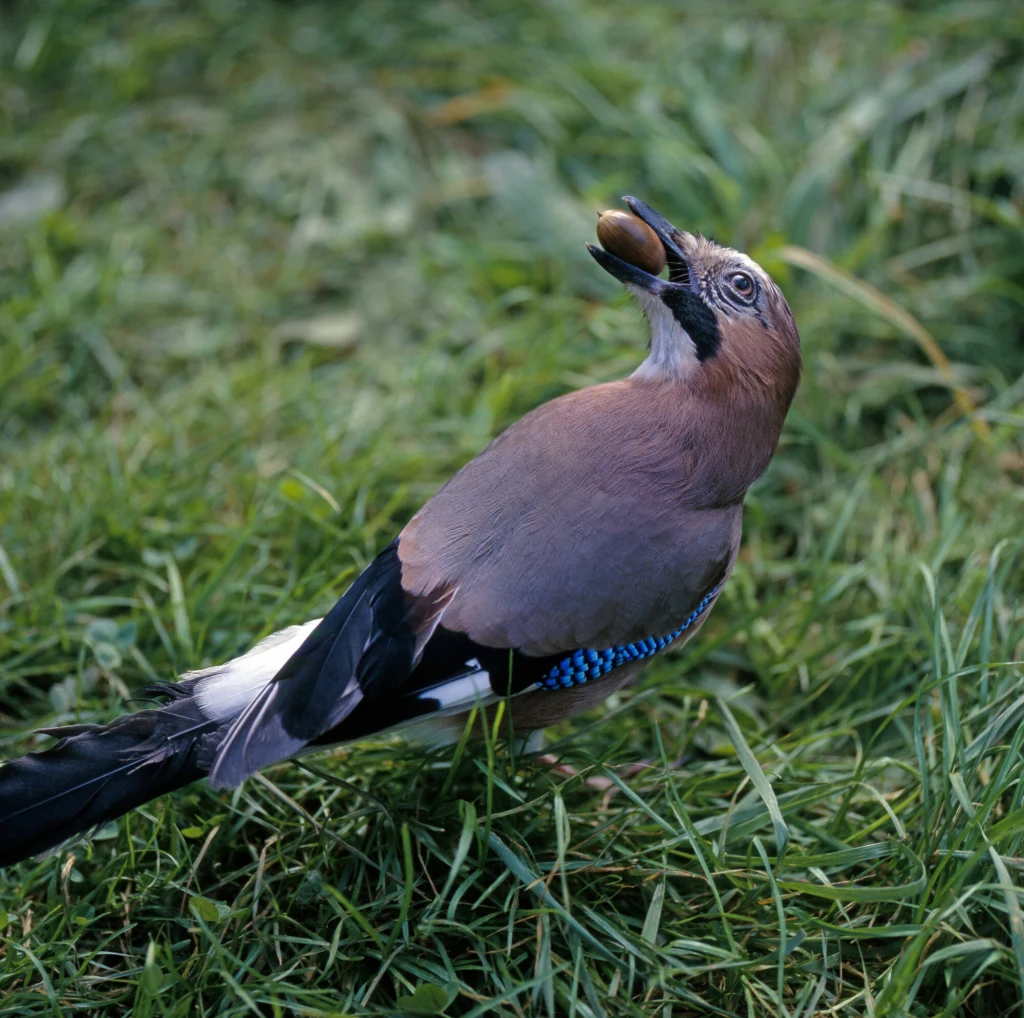 Sójki są jednymi z najważniejszych rozsiewaczy żołędzi dębowych Sówa siedząca na trawie z orzechem w dziobie, ubarwienie piór brązowe z niebieskimi akcentami i czarnymi końcówkami skrzydeł.
