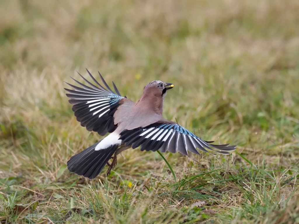 Sójki zlatują się, by zebrać żołędzie i bukiew sójka z rozpostartymi skrzydłami unosząca się tuż nad trawą, trzymająca w dziobie niewielkie ziarenko lub owoc, w tle rozległa łąka pokryta suchą trawą