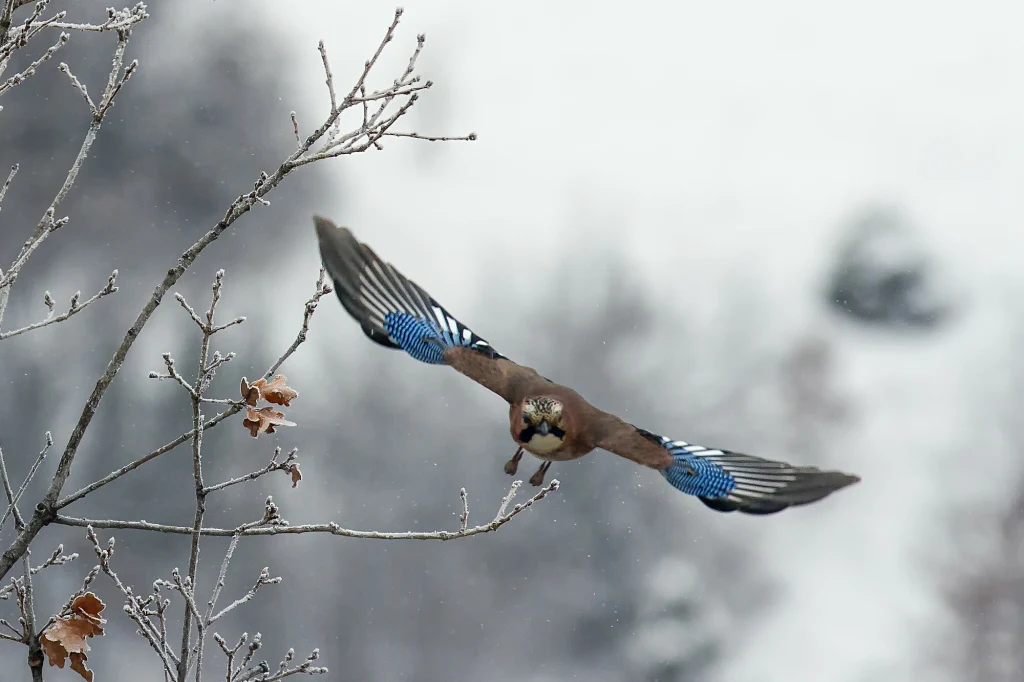 Gdy sójka leci nisko i skrzeczy, nie sposób jej nie dostrzec Sójka lecąca pomiędzy gałęziami drzew pokrytych szronem, w tle rozmyte zimowe krajobrazy.