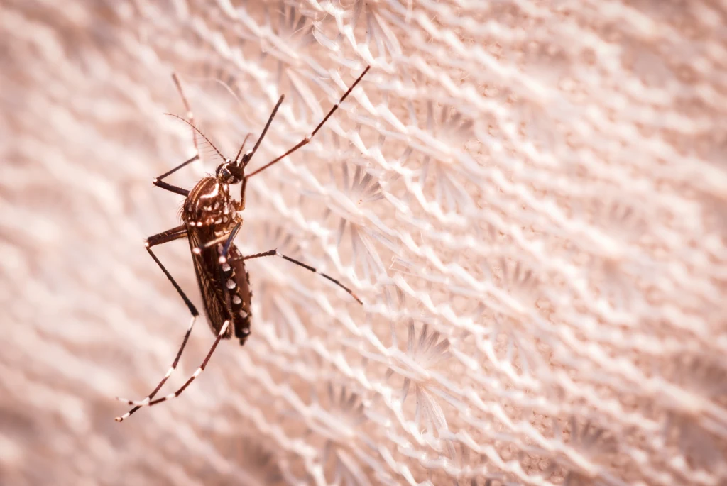 Komar siedzący na jasnej, ażurowej tkaninie, dobrze widoczne skrzydła i nogi owada na zbliżeniu