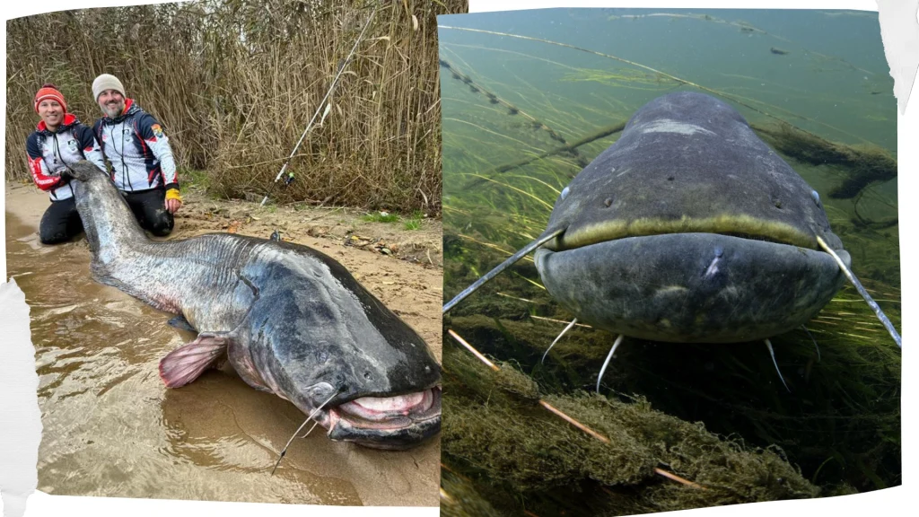 Sum złowiony w Polsce okazał się rekordzistą świata Sum złowiony w Polsce okazał się rekordzistą świata