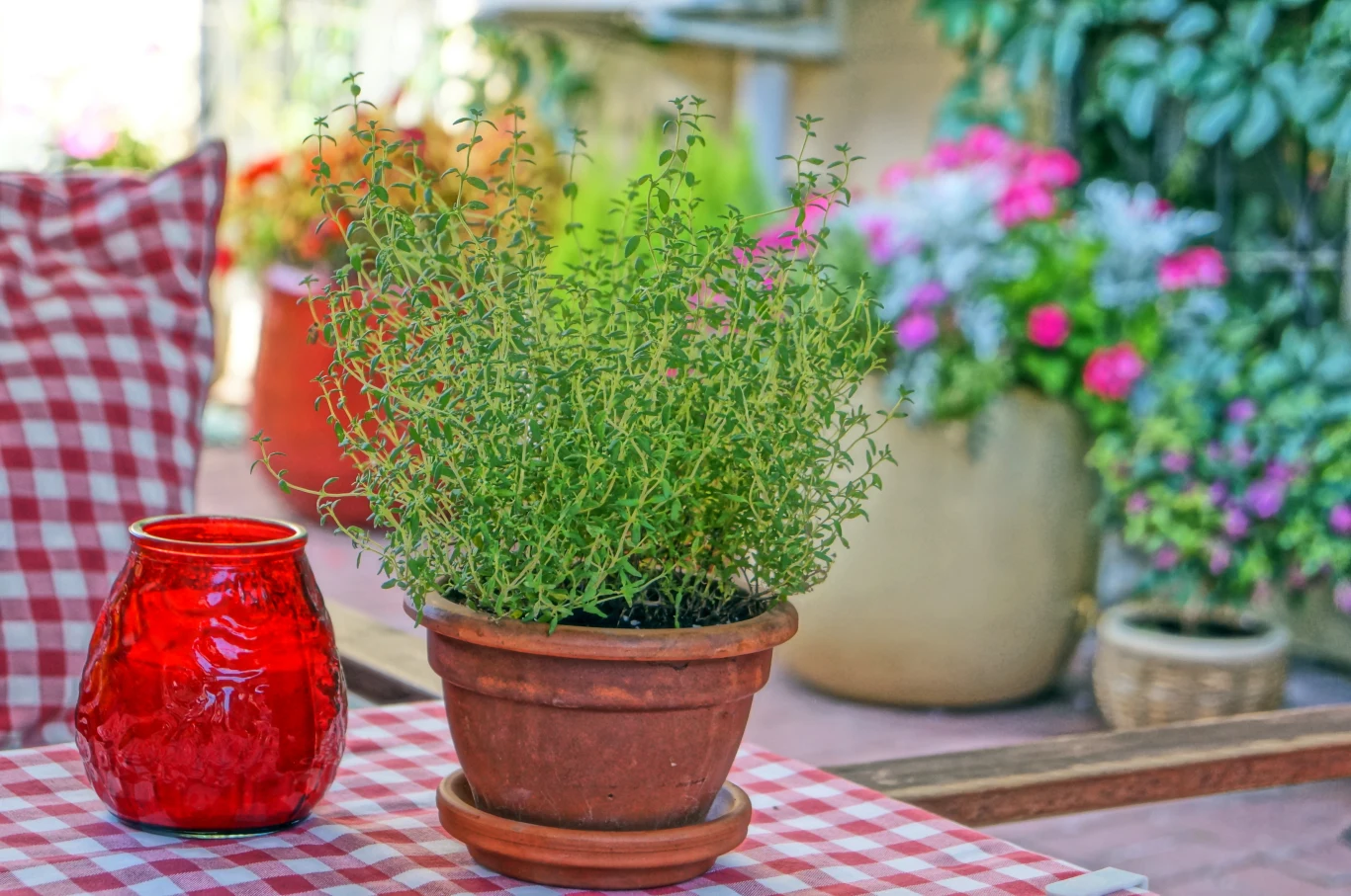 Jaką roślinę warto stosować na przeziębienie? Jaką roślinę warto stosować na przeziębienie?