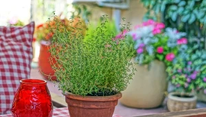 Nie tylko geranium. Ta roślina też pomoże w przeziębieniu