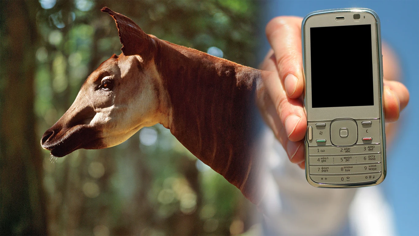 Telefony komórkowe mogą pomóc okapi Montowana kompozycja przedstawiająca głowę okapi na tle lasu po lewej stronie oraz trzymany przez człowieka telefon komórkowy po prawej, oba elementy połączone w sposób surrealistyczny.