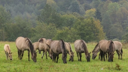 Koniki polskie są potomkami legendarnych tarpanów