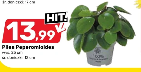 Pilea E