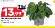 Pilea E