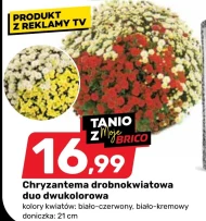 Хризантема Duo