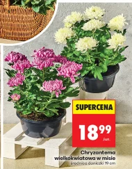 Chryzantema