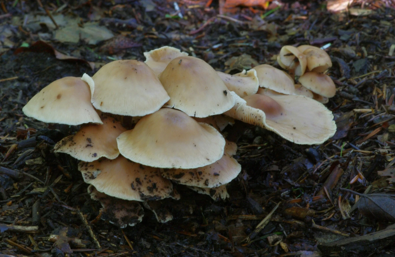 Niepozorny grzyb, który zachwyca swoim smakiem. Gdzie go szukać?