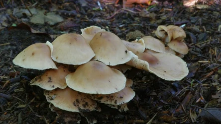 Niepozorny grzyb, który zachwyca swoim smakiem. Gdzie go szukać?