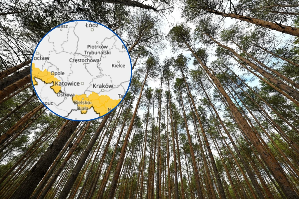 Na czwartek synoptycy IMGW planują wydać alerty pierwszego stopnia z powodu silnego wiatru. Ostrzeżenia obejmą niemal całą południową granicę Polski Na czwartek synoptycy IMGW planują wydać alerty pierwszego stopnia z powodu silnego wiatru. Ostrzeżenia obejmą niemal całą południową granicę Polski