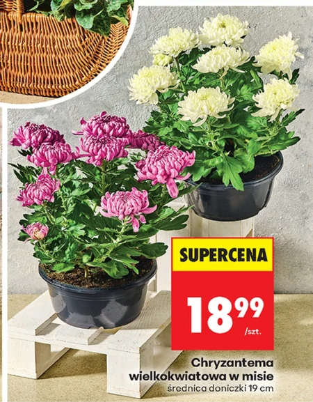 Chryzantema