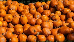 Sprawdź, ile wiesz o dyniach. Jesienny quiz dla każdego