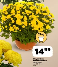 Хризантема
