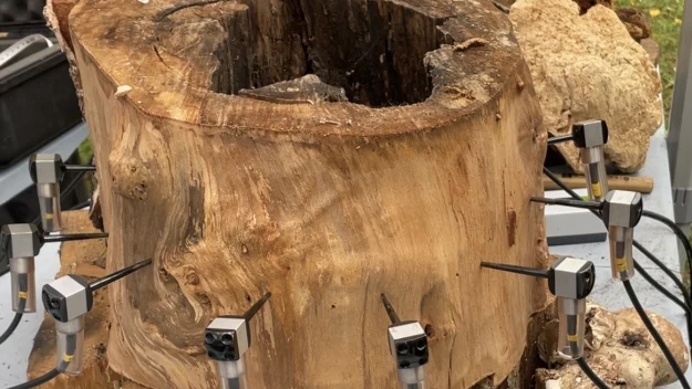Duży kawałek drewna z wydrążonym środkiem, do którego przymocowane są wokół liczne czujniki elektroniczne z kablami, po prawej stronie fragmenty grzybów lub porostów.