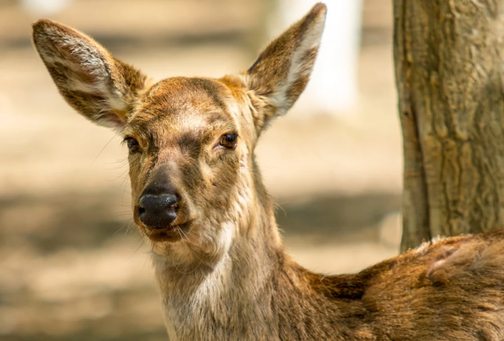 Mulaki boałoogonowe zapadają na poważną chorobę Mulaki boałoogonowe zapadają na poważną chorobę