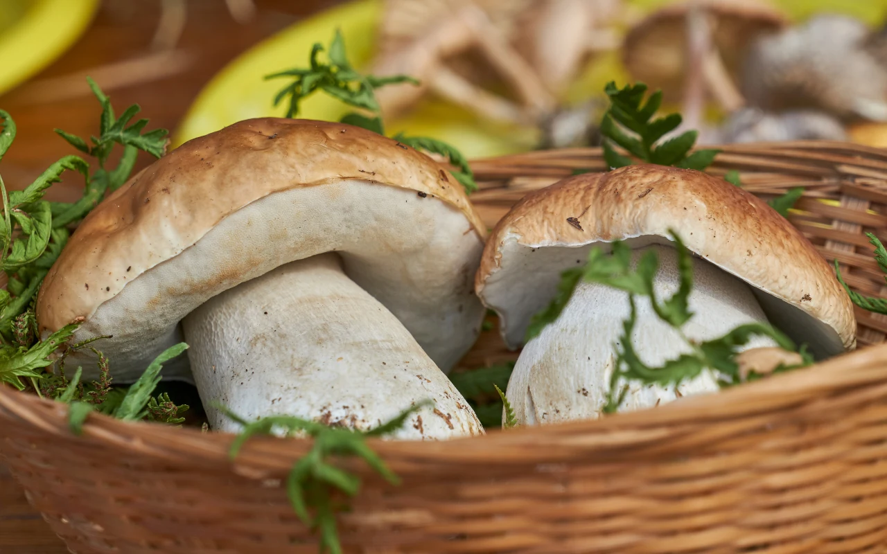 Grzyby wspierają pracę jelit, dlatego warto dobrze je przechować i korzystać w kuchni przez całą zimę