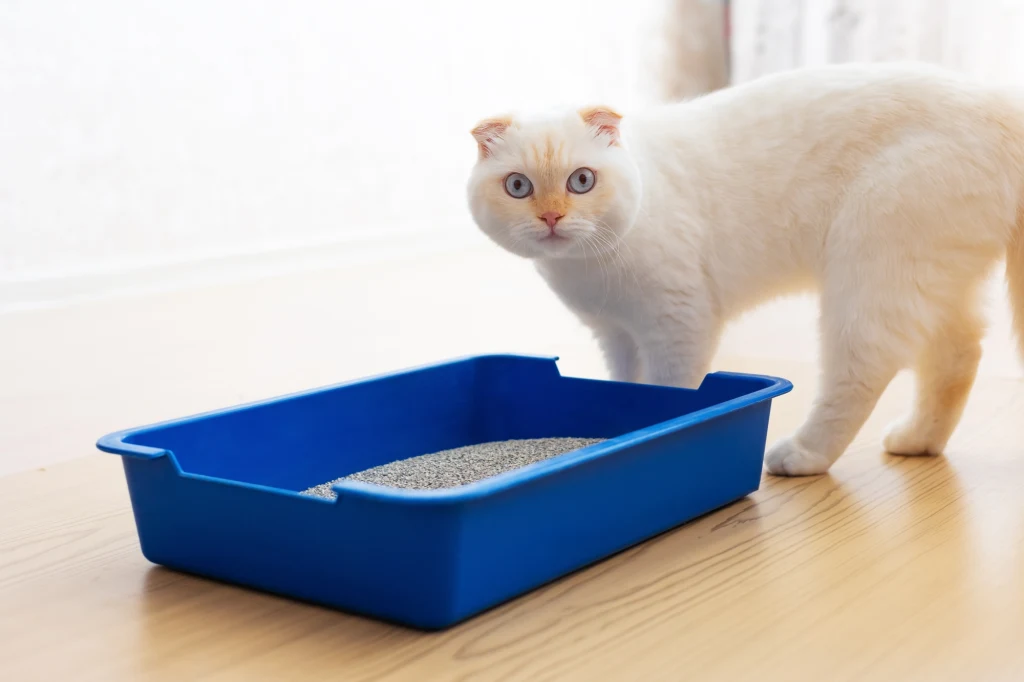 Dziwne zachowanie kota w kuwecie może świadczyć o problemach ze zdrowiem lub stresie Dziwne zachowanie kota w kuwecie może świadczyć o problemach ze zdrowiem lub stresie