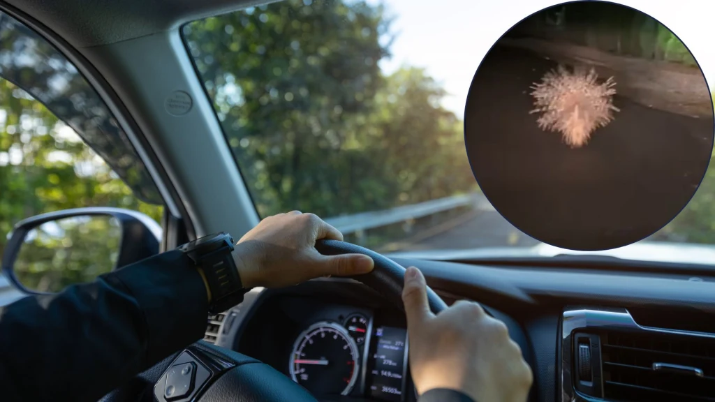Kierowca dostrzegł jeżozwierza Kierowca dostrzegł jeżozwierza