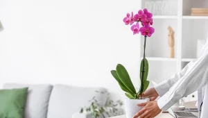 Zamiast do szklanki, wrzuć do doniczki ze storczykiem. Rozkwitnie jak nigdy wcześniej 