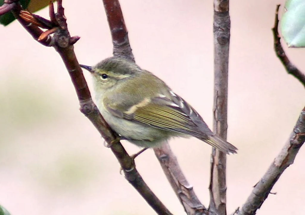 Świstunka ałtajska jest mieszkanką środkowej Azji Świstunka ałtajska jest mieszkanką środkowej Azji