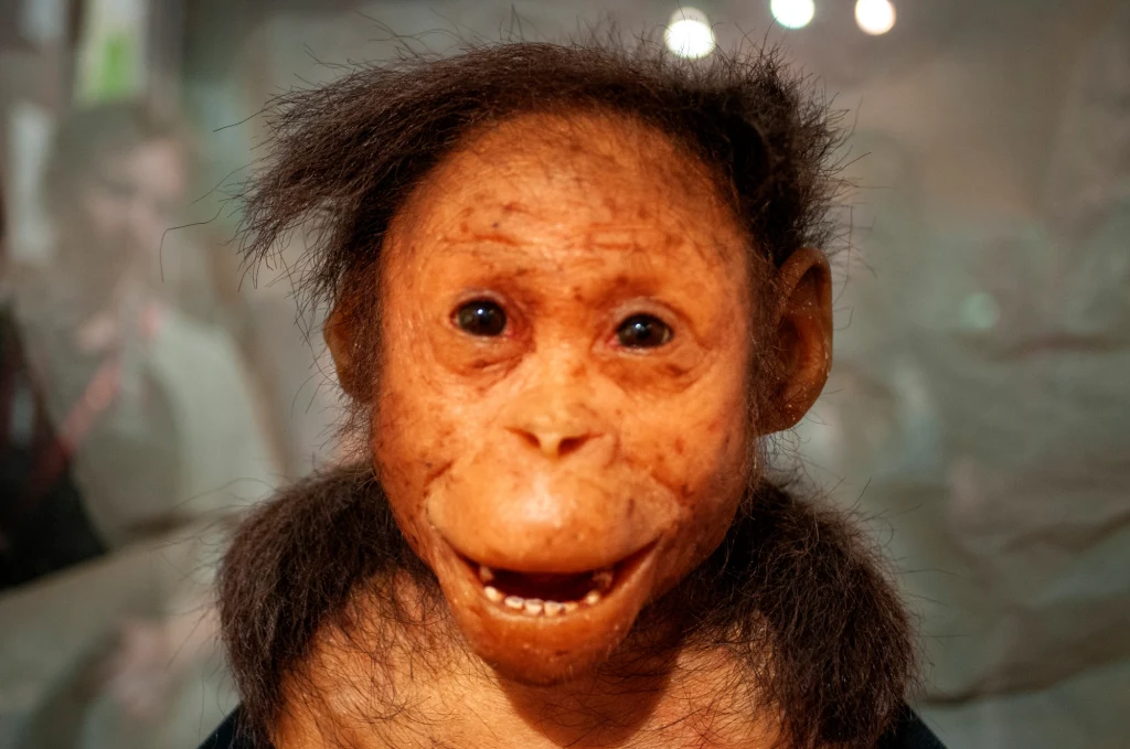 Ardipitek był uważany za zwierzę bliższe szympansom i małpom człekokształtnym Ardipitek był uważany za zwierzę bliższe szympansom i małpom człekokształtnym