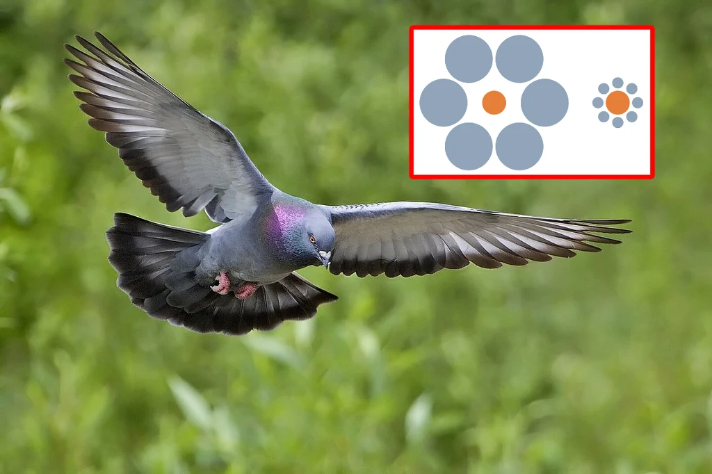 Jak zwierzęta postrzegają złudzenia optyczne? Jak zwierzęta postrzegają złudzenia optyczne?